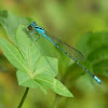 Common Blue Tailed DamselFly