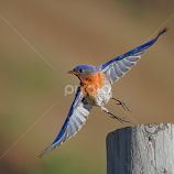 Bluebird Take-Off by Tim Harding -  