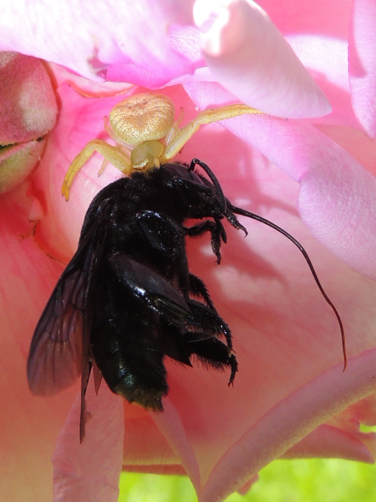 Crab Spider; Black Orchid Bee