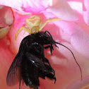 Crab Spider; Black Orchid Bee