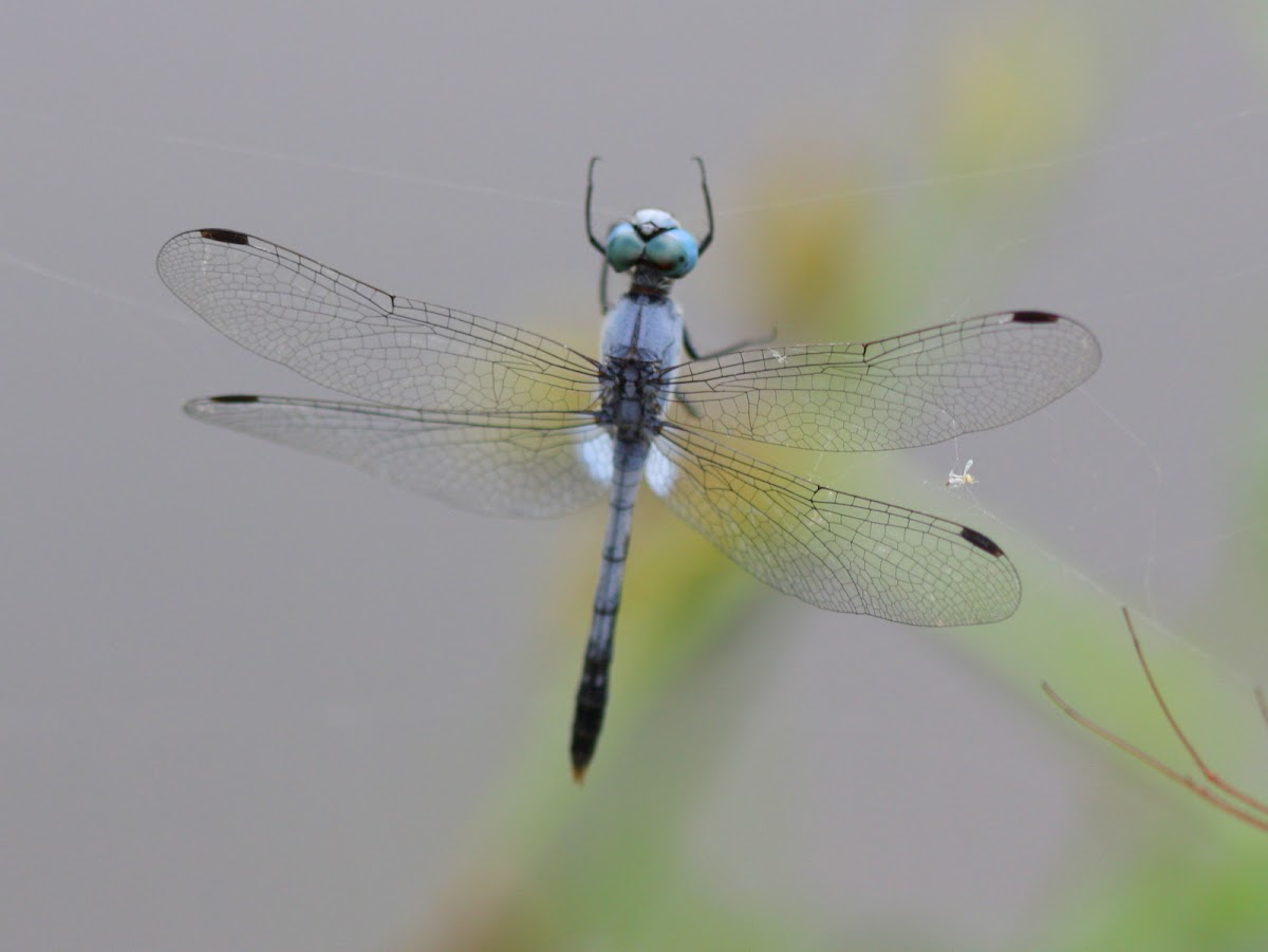 Blue Skimmer Dragonfly