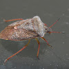 red shouldered stink bug