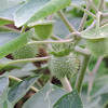 Jimsonweed seedpod