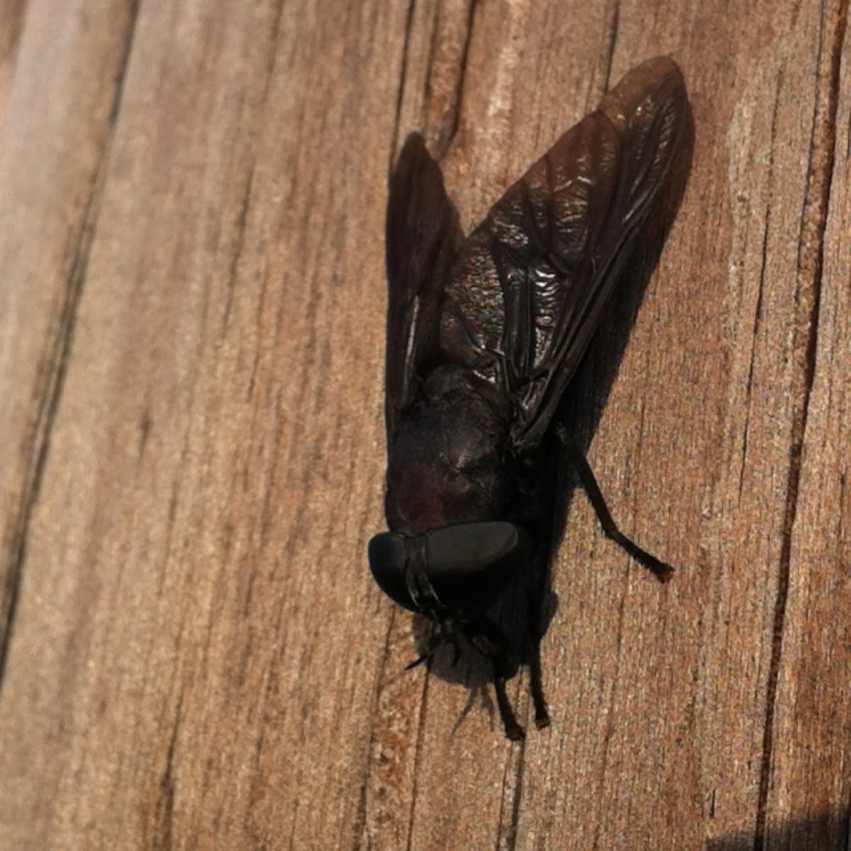 Black Horse Fly