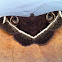 Cream striped owl moth