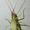 Broad-winged Tree Cricket, female