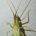 Broad-winged Tree Cricket, female