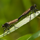 Robber fly