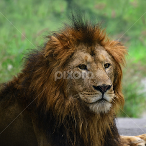 Asiatic Lion by Nimit Virdi - Animals Lions, Tigers & Big Cats