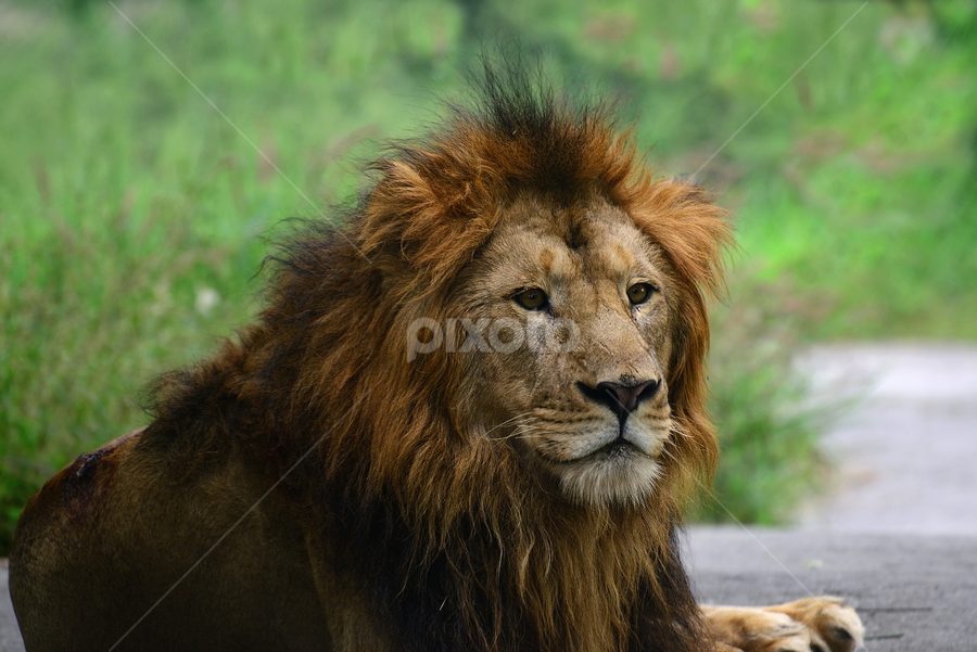 Asiatic Lion by Nimit Virdi - Animals Lions, Tigers & Big Cats