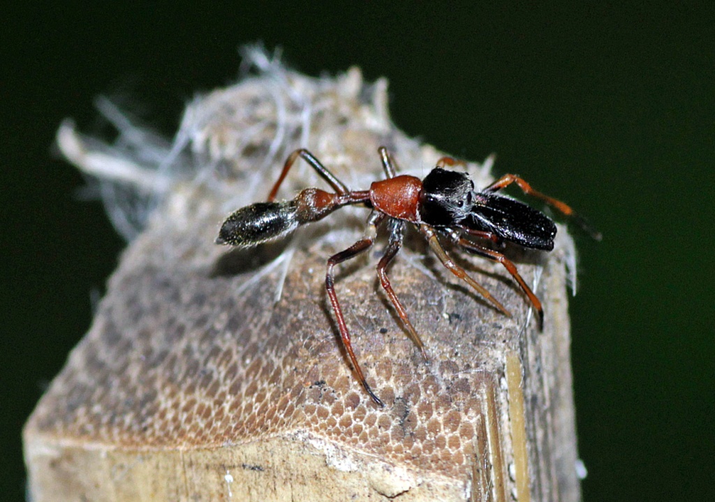 Ant mimic spider