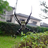 Japanese Garden Spider