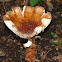 Blusher Mushroom