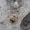gumtree two-tailed spider