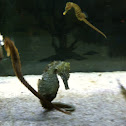 Seahorse, caballito de mar, hipocampo
