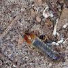 scarab beetle larva
