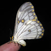 Apollo moth