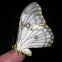 Apollo moth