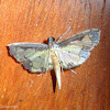 Crambid Moth