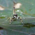 Scorpion Mimic Jumper(Female)