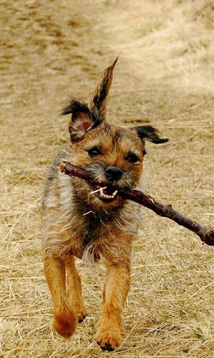 Border Terrier Jigsaw Puzzle