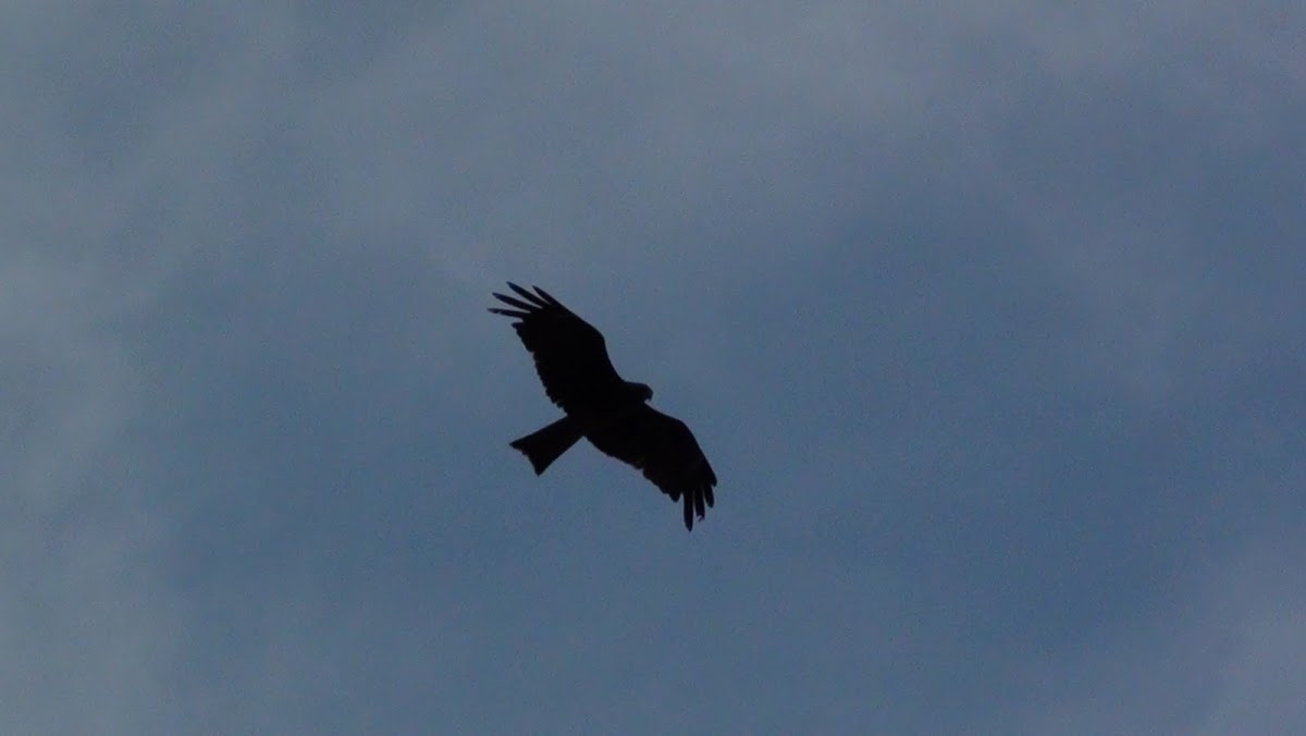 Black Indian Kite