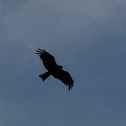 Black Indian Kite