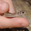 Brownsnake