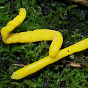 Yellow Spindle species