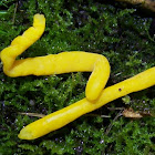 Yellow Spindle species