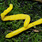 Yellow Spindle species