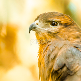  Eagle eye by Mina Jaguar - Animals Birds