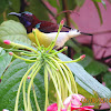 Purple -rumped Sunbird (male)