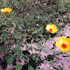 Arizona Poppy or Arizona Caltrop