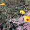 Arizona Poppy or Arizona Caltrop