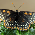 Baltimore Checkerspot