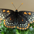 Baltimore Checkerspot