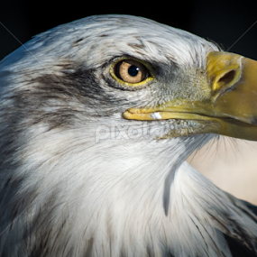 Eagle Eye by E.g. Orren - Animals Birds