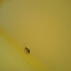 Spotted Cumber beetle