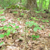 Crane Fly Orchid