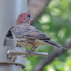 House Finch