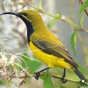 Yellow Bellied Sunbird