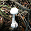 Destroying Angel