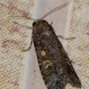 Small Mottled Willow Moth