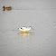 Pied Avocet