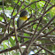 Northern Parula