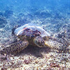 Hawaiian Green Sea Turtle/ Honu