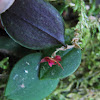Orquidea Epifita Miniatura