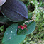 Orquidea Epifita Miniatura