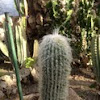 old man cactus